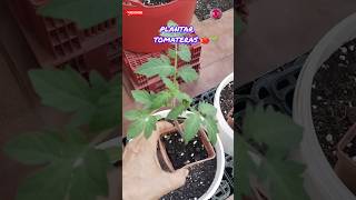 Cómo Plantar Tomateras  Aumenta Tu Cosecha Con Cientos De Tomates🍅 parati tendencias [upl. by Lothar27]