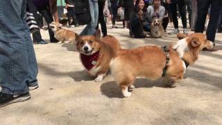 NYC Corgi Meetup 100 CORGIS PLAYING [upl. by Maible]