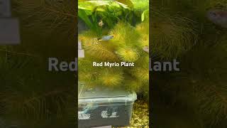 Red Myrio Plant A Fascinating Species Of Plant [upl. by Sheree]