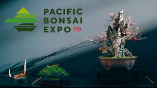 Pacific Bonsai Expo 2024 [upl. by Roque]