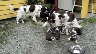 Kennel Merjano D  litter Engelsk Springer Spaniel puppies at 26 days [upl. by Amaris]