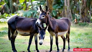 couple donkeys in very happy mood in jungle  animals wildlifeconnection donkey [upl. by Yluj]