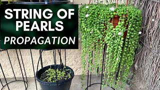 String of Pearls Plant Propagation Method and Tips  M and MM Plants [upl. by Rianna261]