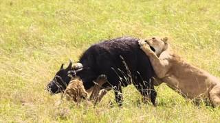 Lion kills Buffalo Calf in Ngorongoro Crater [upl. by Atinele627]