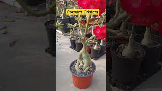 Obesum Cristata adenium desert gardening flor [upl. by Delinda91]