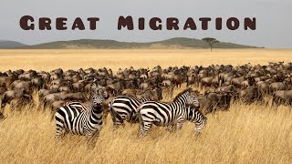 Great Migration Masai Mara Kenya migration wildlife kenya [upl. by Akinat]