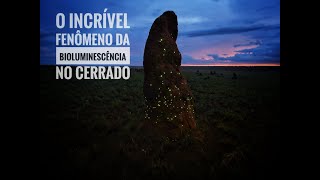 O Incrível Fenômeno da Bioluminescência no Cerrado  Parque Nacional das Emas [upl. by Elamor602]