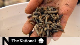 How farmers are breeding flies in order to become wastefree  The Fix [upl. by Edurtreg861]