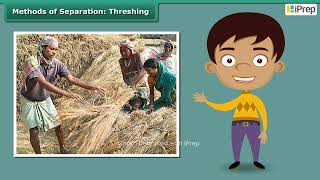 Methods of Separation  Threshing  Methods of Separation in Everyday Life  Science  Class 6 [upl. by Allare]