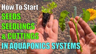 3 Ways to Start Plants in an Aquaponic System [upl. by Siroved]