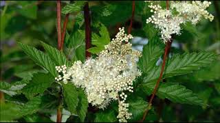 Meadowsweet Health Benefits and Medicinal Uses [upl. by Lincoln357]