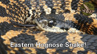 The Eastern Hognose Snake Everything You Need To Know 4K [upl. by Wootten]