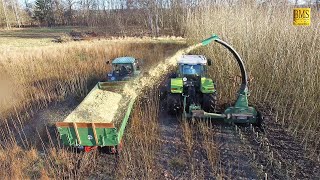 Energieholz  Kurzumtriebsplantage  Holzernte  häckseln mit Claas Ares und John Deere 2650 [upl. by Levin]