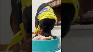 Gain Weight Fast Best Food amp Training Advice for Big Dogs [upl. by Felicidad]