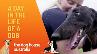 A Day In The Life Of A Dog  The Dog House Australia  Channel 10 [upl. by Vita]