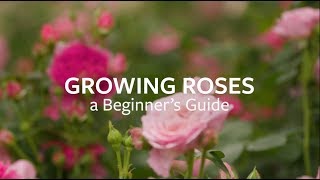 How to grow Roses  Grow at Home  Royal Horticultural Society [upl. by Iphagenia]