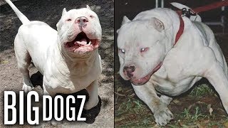 Meet ‘Frozen’ the 130lbs ‘Polar Bear’ Pitbull  BIG DOGZ [upl. by Junie]