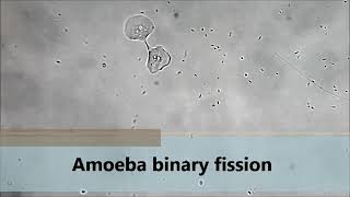 Amoeba binary fission 🔬 [upl. by Aneema]