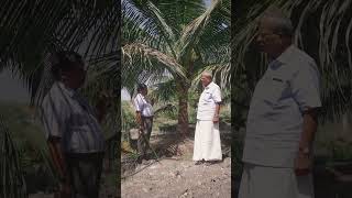 Role of Magnesium in Coconut Tree [upl. by Lezirg103]