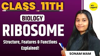 Ribosome Structure Features and Function Explained 🔬  Biology for Class 11th NCERT ribosome [upl. by Lynde]