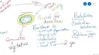 Endospores and Biofilms [upl. by Veejar]