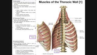 Muscles of the Thoracic Wall [upl. by Nicholas276]