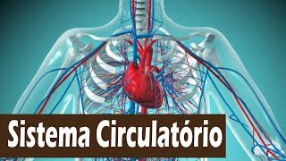 Sistema Circulatório Características fisiologia anatomia [upl. by Bruyn10]