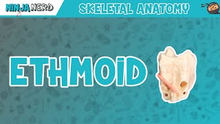 Ethmoid Bone Anatomy [upl. by Suivart695]