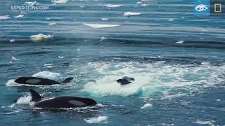 Wave Hunting Orcas Prey on Seal  Antarctica  Lindblad ExpeditionsNational Geographic [upl. by Carlyle]