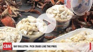 Crab Picking with the Pros [upl. by Ellenrahc]