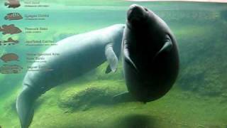 Mating Manatees [upl. by Walston]