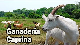 GANADERÍA CAPRINA GENERALIDADES DEL MANEJO DE LAS CABRAS [upl. by Anatola272]