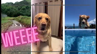 Weee Meme Dogs TikTok Compilation  Dogs 2021 Compilation [upl. by Trbor]