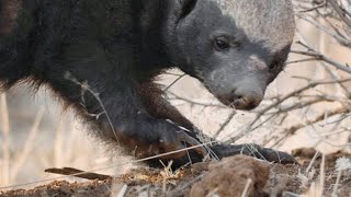 A Honey Badger Barrels Through a Sharp Thorn Tree for Lunch [upl. by Norris]