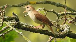 Nightingale singing Nachtigall singt Germany Eifel [upl. by Ileak]