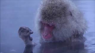 Japanese snow monkeys relaxing and meditating in hot spring [upl. by Emirac360]