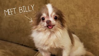 Meet Billy Rescued From a Puppy Mill  2013 CINE Award Winner [upl. by Jonna531]