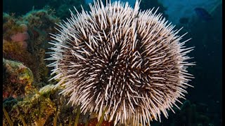 Facts The Sea Urchin [upl. by Asirram]