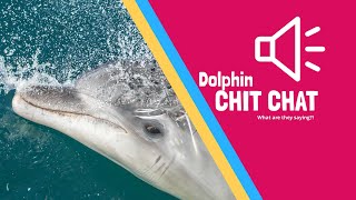 Underwater Footage of a Common Dolphin Pod Echolocating [upl. by Chloris]