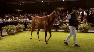 REMATE 2018  LA DOLFINA HARAS [upl. by Wrigley]