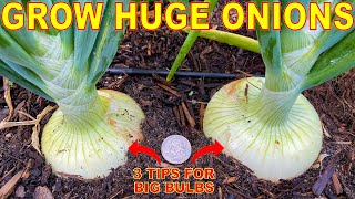 Your Onions Will LOVE You For This 3 Tips To Grow GIANT Onion Bulbs [upl. by Ahsila]