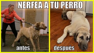 Etología clínica canina aplicada al comportamiento de los perros💊💉 [upl. by Ardnassak]