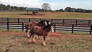 Clydesdale Horses At Home on North Georgia Farm [upl. by Crystie]