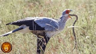 Cet Oiseau Est un Cauchemar pour les Serpents [upl. by Aletse64]