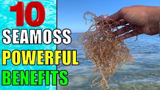 SEAMOSS 10 Surprising Health Benefits and Uses of Sea Moss for Men amp Women [upl. by Aicire316]