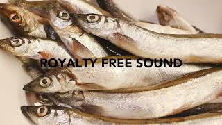 Flopping fish Sound Effects  Royalty Free Sounds [upl. by Inattirb]