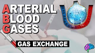 Blood Gases and Gas Exchange  Arterial Blood Gases Part 2 [upl. by Pettit]