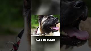 American Akita vs Japanese Akita  Whats The Difference [upl. by Aicilehp479]