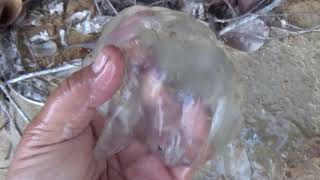 VENOMOUS BOX JELLYFISH Catching amp Eating [upl. by Gav594]