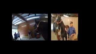 Field Surgery Equine Castration Part 1 [upl. by Denney]